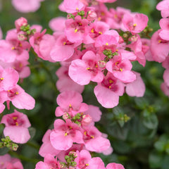 DIASCIA Little Dancer 9cm Pot Perennials