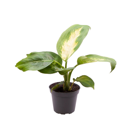 Dieffenbachia Maculata Camilla Dumb Cane House Plant 6cm Pot Potted Houseplants