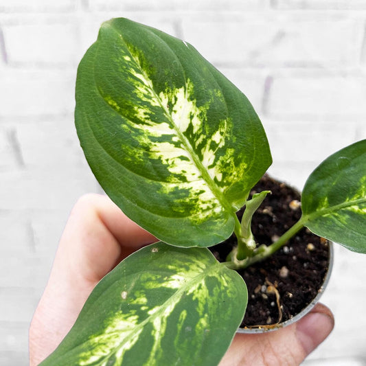 Dieffenbachia Maculata Compacta Dumb Cane House Plant 6cm Pot House Plant