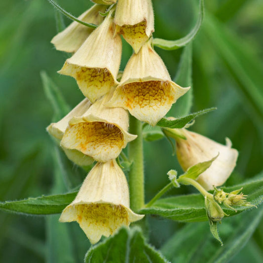 DIGITALIS grandiflora Dwarf Carillion 9cm Pot Perennials