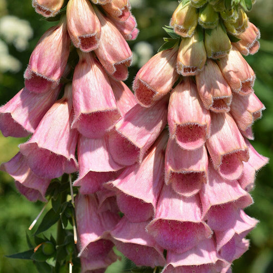 DIGITALIS mertonensis Summer King 9cm Pot Perennials