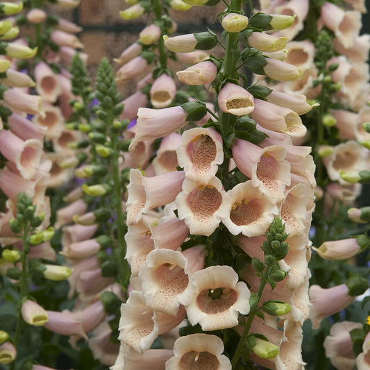 DIGITALIS purpurea Dalmation Peach 9cm Pot Perennials