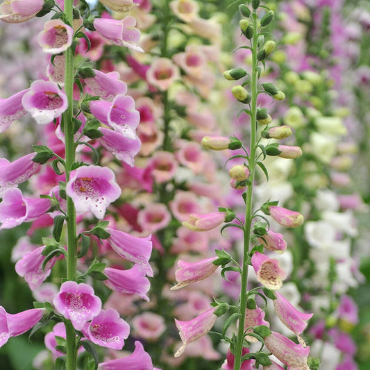 DIGITALIS purpurea Excelsior mixed 9cm Pot Perennials