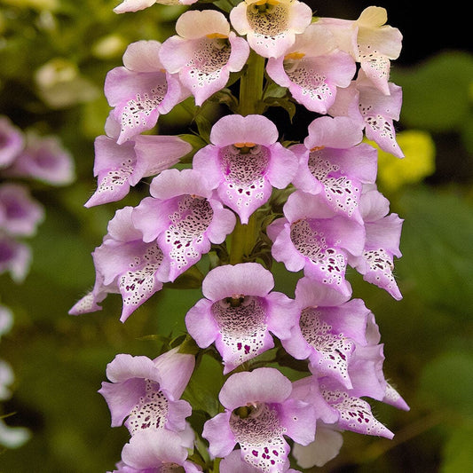 DIGITALIS purpurea Foxy 9cm Pot Perennials