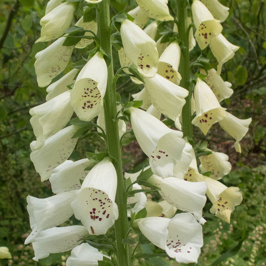 DIGITALIS purpurea Virtuoso Cream 9cm Pot Perennials