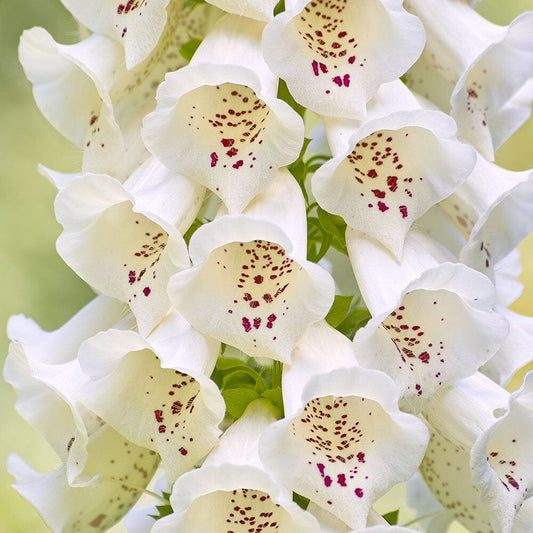 DIGITALIS purpurea Virtuoso White 9cm Pot Perennials