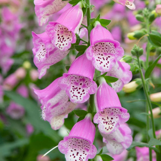 DIGITALIS x hybrida Pink Panther 9cm Pot Perennials