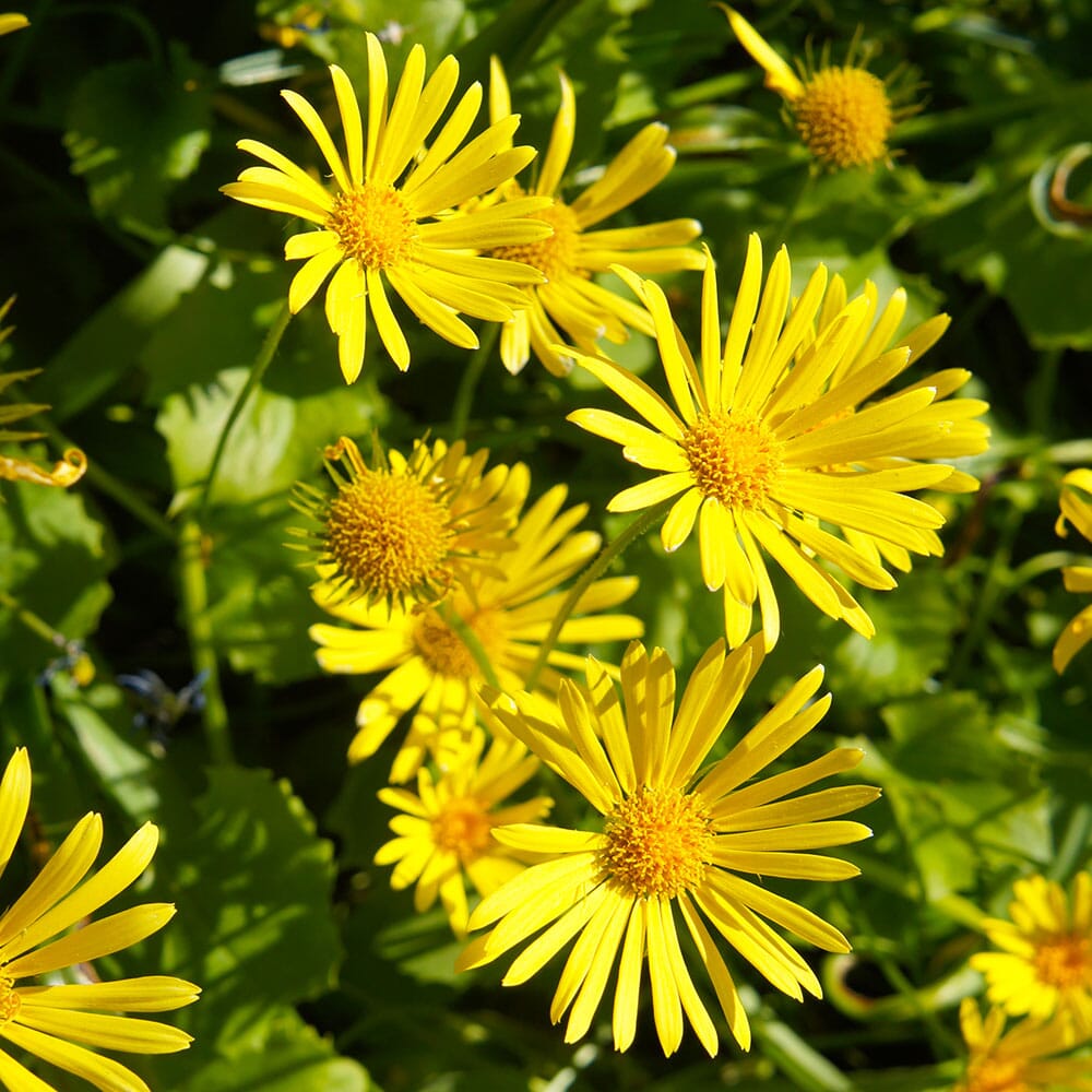 DORONICUM orientale Little Leo 2 Litre Perennials