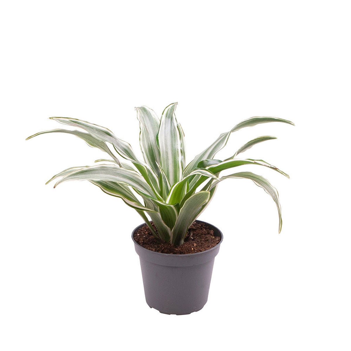 Dracaena Kanzi Dragon Tree House Plant 6cm Pot Potted Houseplants