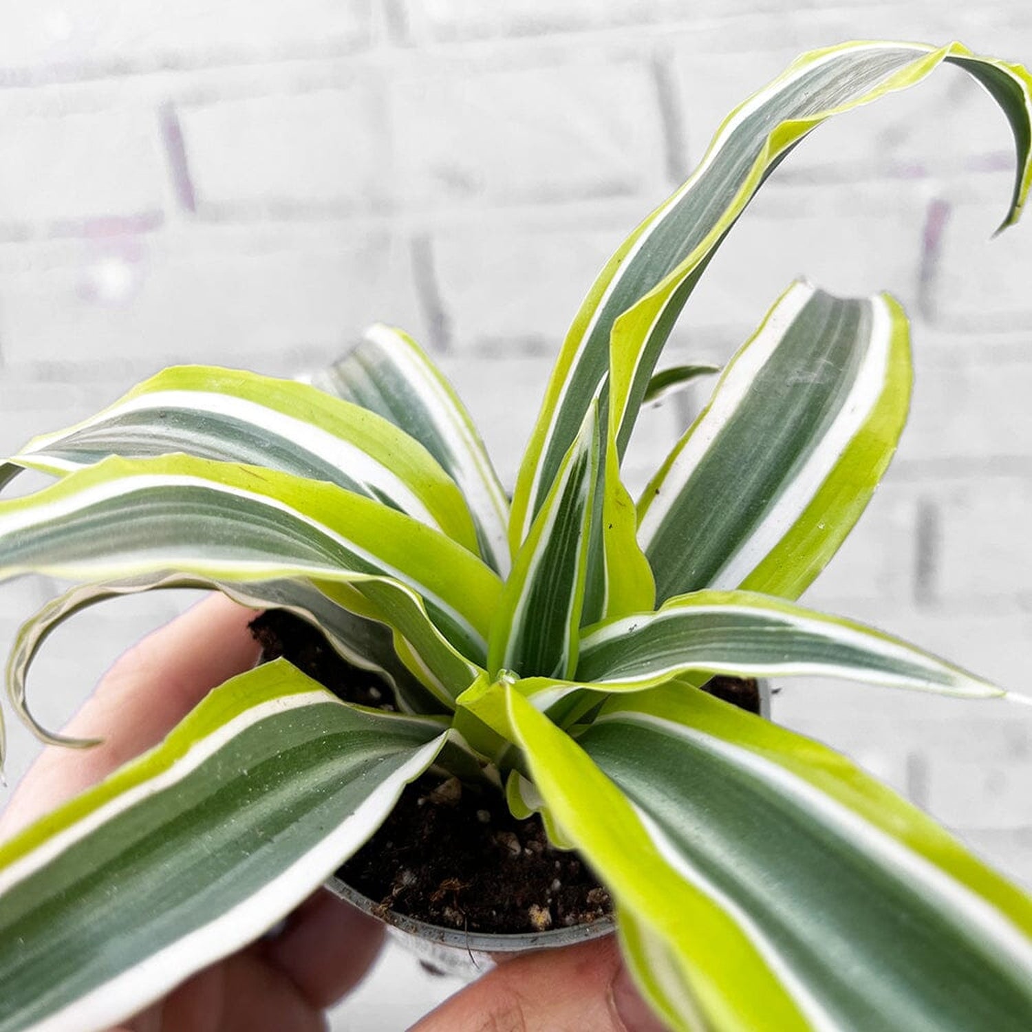 Dracaena Lemon Surprise Dragon Tree House Plant 6cm Pot House Plant