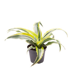 Dracaena Lemon Surprise Dragon Tree House Plant 6cm Pot Potted Houseplants