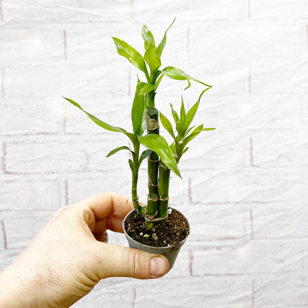 Dracaena Lucky Bamboo House Plant 6cm Pot House Plant