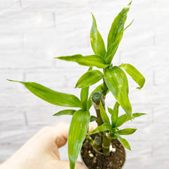 Dracaena Lucky Bamboo House Plant 6cm Pot House Plant