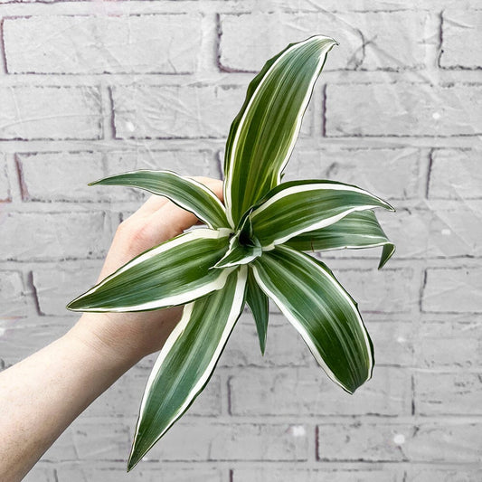 Dracaena White Jewel Dragon Tree House Plant 6cm Pot House Plant