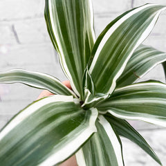 Dracaena White Jewel Dragon Tree House Plant 6cm Pot House Plant