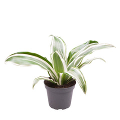 Dracaena White Jewel Dragon Tree House Plant 6cm Pot Potted Houseplants