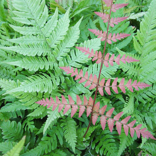 Dryopteris Erythrosora Aquatic Pond Plant - Autumn Fern Aquatic Plants