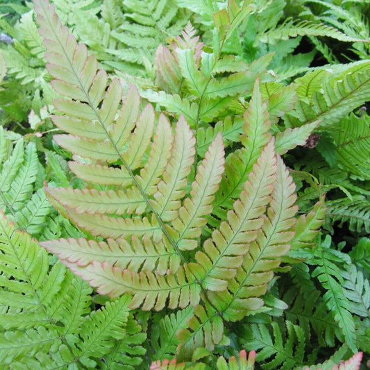 Dryopteris Erythrosora Aquatic Pond Plant - Autumn Fern Aquatic Plants