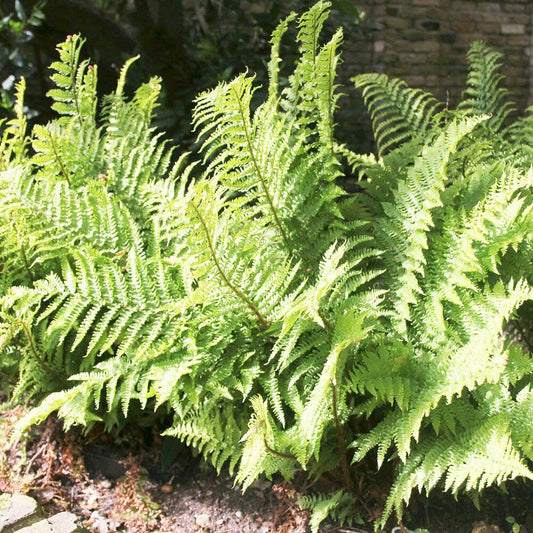 Dryopteris Filix-Mas Aquatic Pond Plant - Male Fern Aquatic Plants