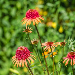 ECHINACEA Irresistible 9cm Pot Perennials