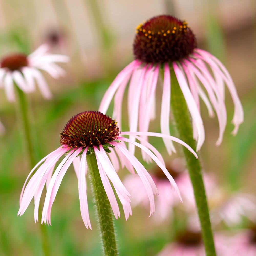 ECHINACEA Pallida 9cm Pot Perennials