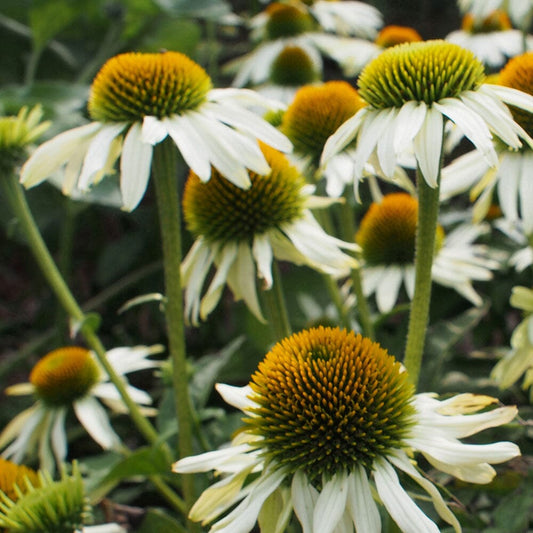 ECHINACEA purpurea PowWow White 9cm Pot Perennials