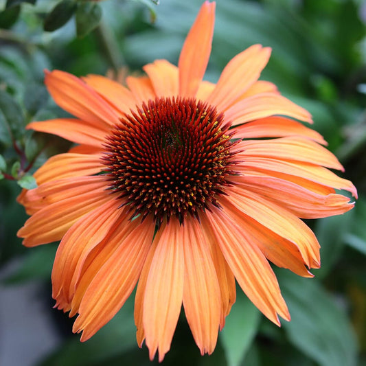 ECHINACEA purpurea Prairie Blaze Orange Sunset 9cm Pot Perennials