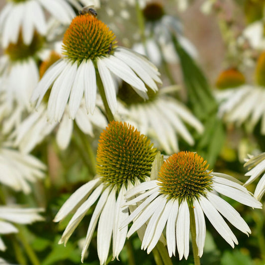 ECHINACEA purpurea Prairie Splendour White 9cm Pot Perennials