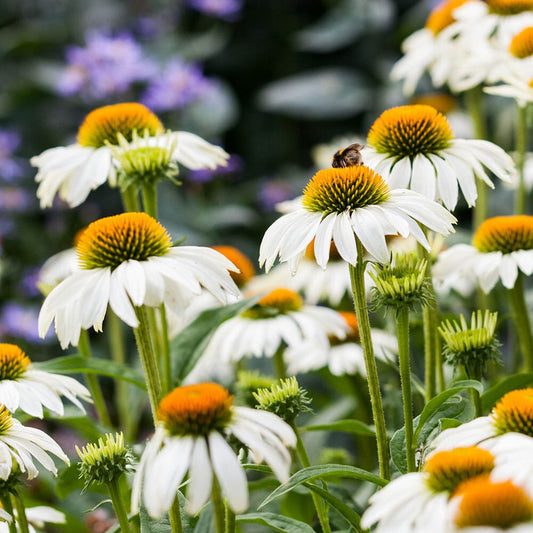 ECHINACEA purpurea White Swan 9cm Pot Perennials