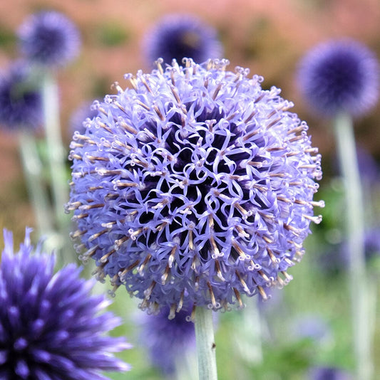 ECHINOPS ritro 9cm Pot Perennials