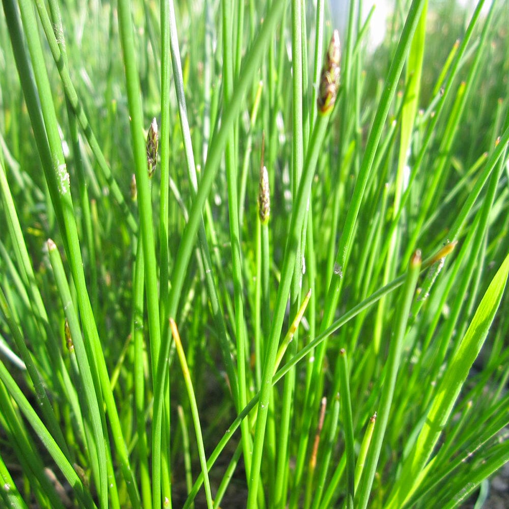 Eleocharis Palustris Aquatic Pond Plant - Creeping Spike Rush Aquatic Plants