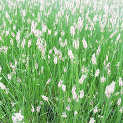 Eleocharis Palustris Aquatic Pond Plant - Creeping Spike Rush Aquatic Plants