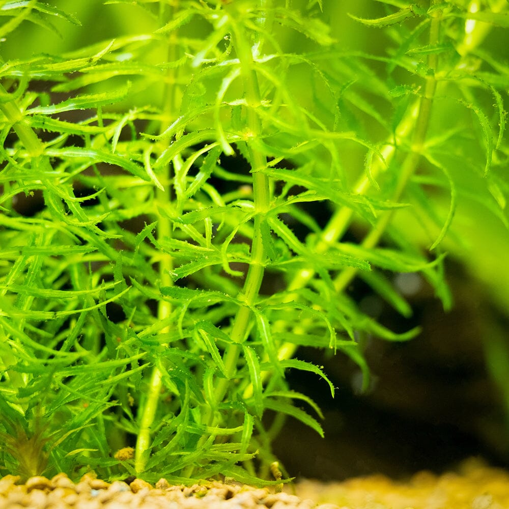 Elodea Canadensis Aquatic Pond Plant - Canadian Pondweed Aquatic Plants