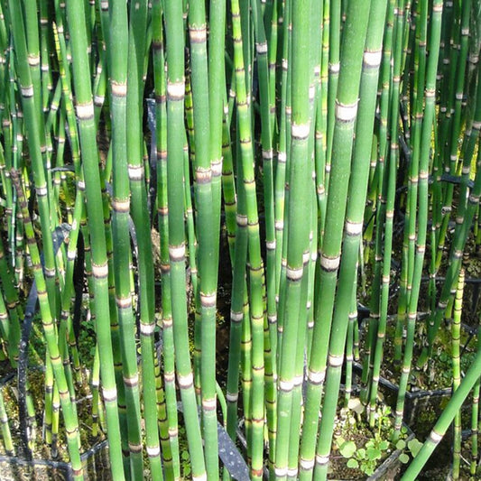 Equisetum Hyemale Aquatic Pond Plant - Scouring Rush Aquatic Plants