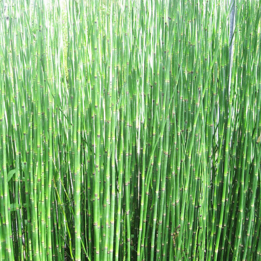 Equisetum Hyemale Aquatic Pond Plant - Scouring Rush Aquatic Plants