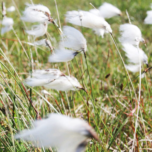 Eriophorum Angustifolium Aquatic Pond Plant - Cotton Grass Aquatic Plants