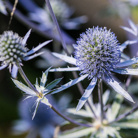 ERYNGIUM Blue Hobbit 9cm Pot Perennials