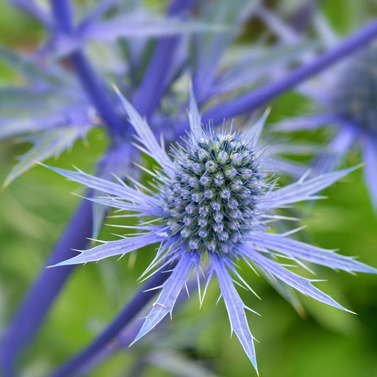 ERYNGIUM planum 9cm Pot Perennials