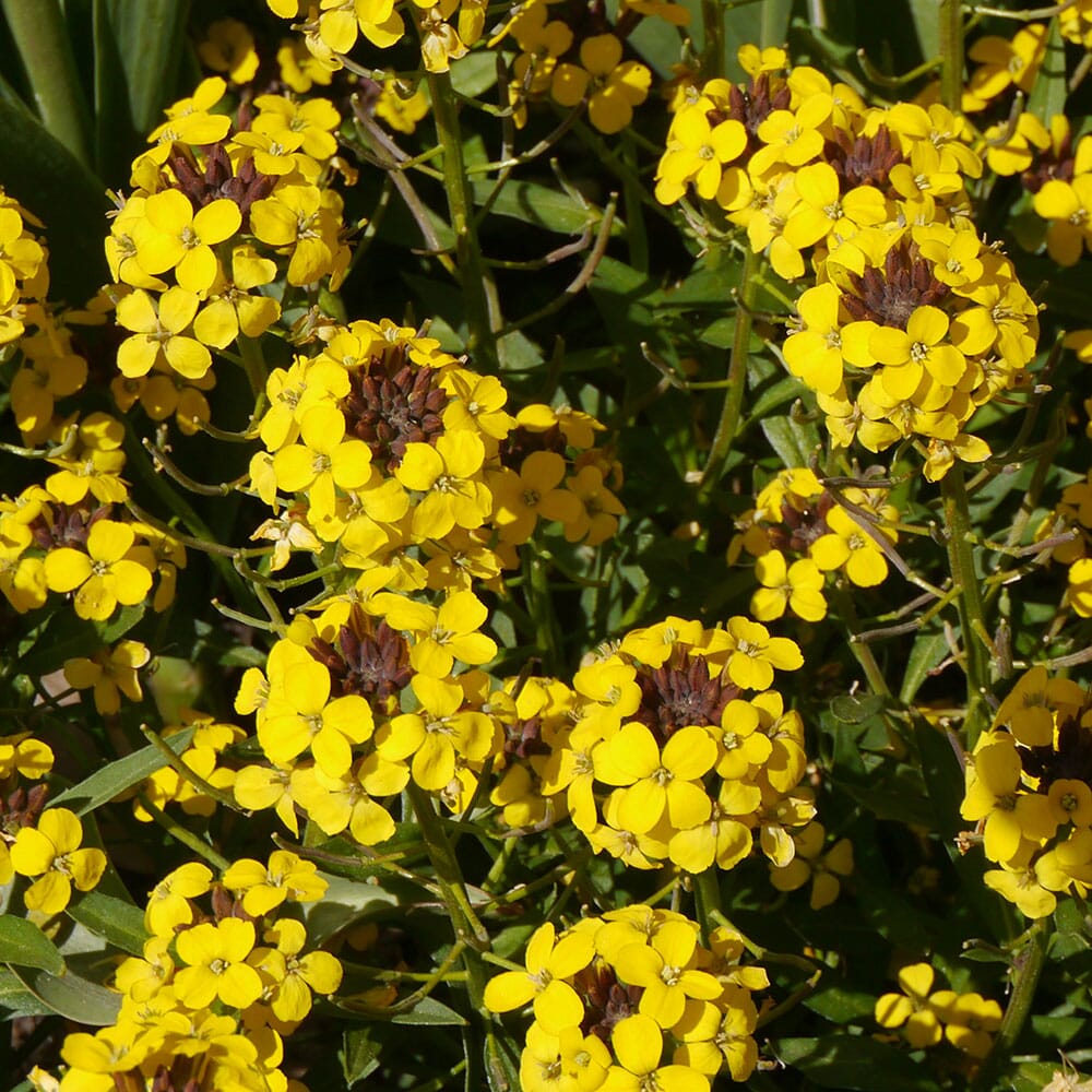 ERYSIMUM hybridum Canaries Yellow 9cm Pot Perennials