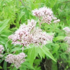 Eupatorium Cannabinum Aquatic Pond Plant - Hemp Nettle Aquatic Plants