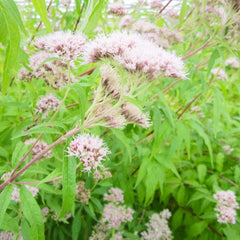 Eupatorium Cannabinum Aquatic Pond Plant - Hemp Nettle Aquatic Plants