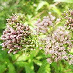 Eupatorium Cannabinum Aquatic Pond Plant - Hemp Nettle Aquatic Plants