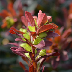 EUPHORBIA amygdaloides Purpurea 2 Litre Perennials