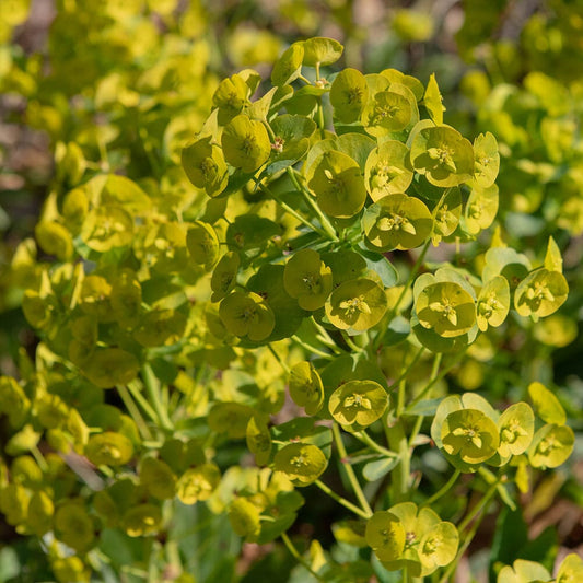 EUPHORBIA amygdaloides robbiae 9cm Pot Perennials