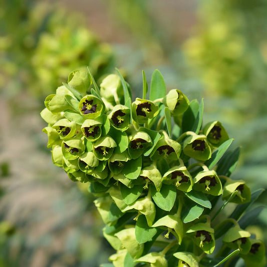 EUPHORBIA characias Black Pearl 2 Litre Perennials