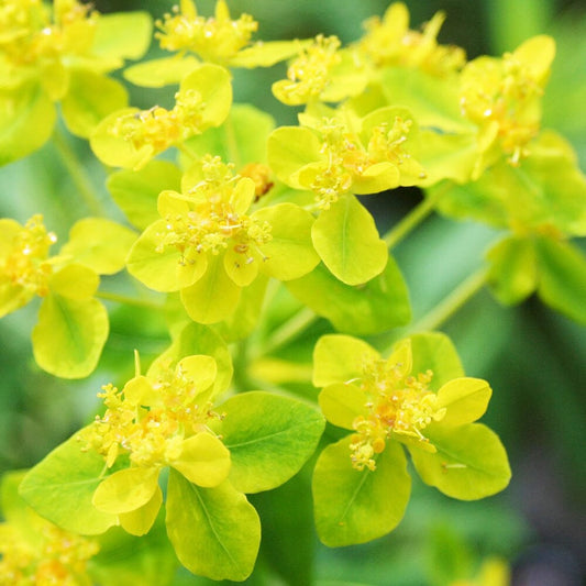 Euphorbia Palustris Aquatic Pond Plant - Marsh Spurge Aquatic Plants