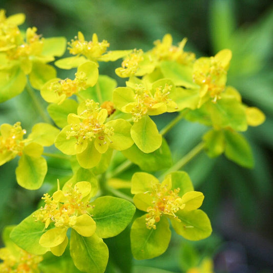 Euphorbia Palustris Aquatic Pond Plant - Marsh Spurge Aquatic Plants