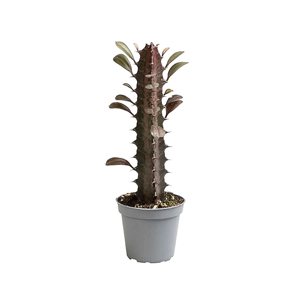 Euphorbia Trigona Rubra Succulent House Plant 6cm Pot Potted Houseplants