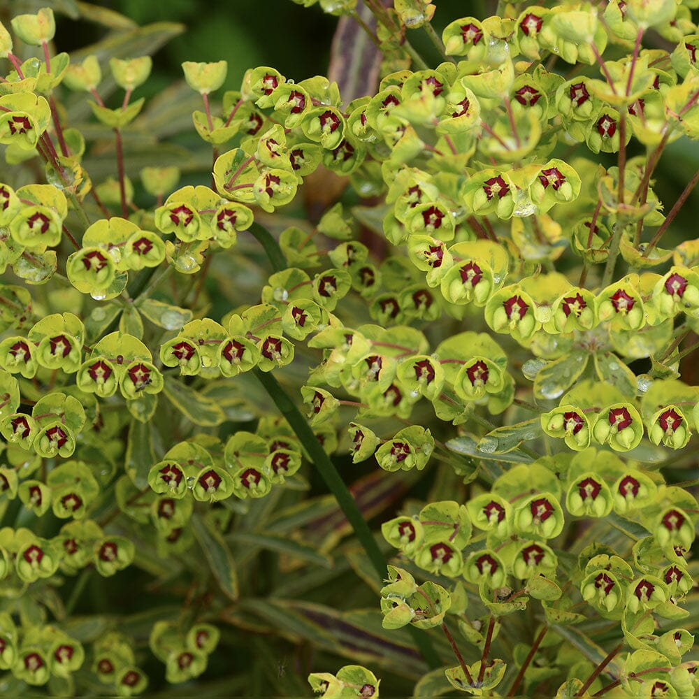 EUPHORBIA x martinii Ascot Rainbow (PBR) 9cm Pot Perennials