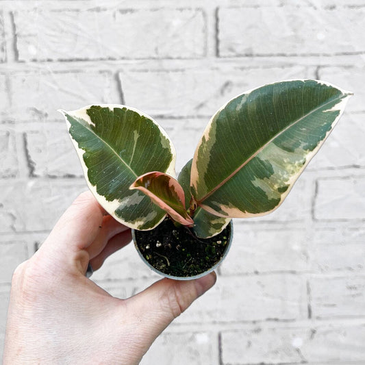 Ficus Tineke Rubber House Plant 6cm Pot House Plant